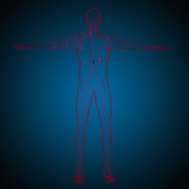 thymus
