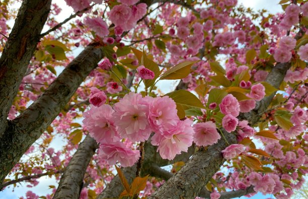 sakura