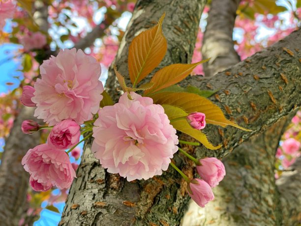 sakura