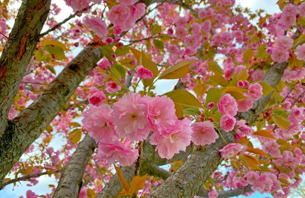 sakura