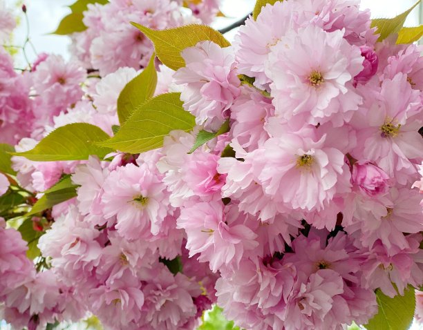 sakura