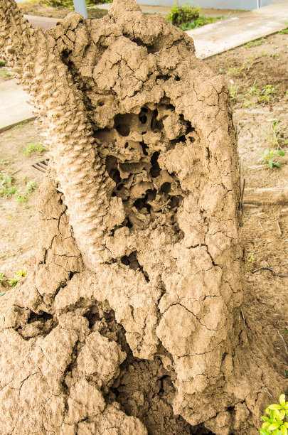 白蚁侵蚀树木