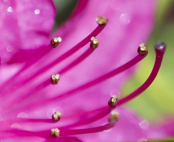stamens