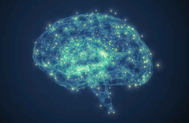 cerebrum