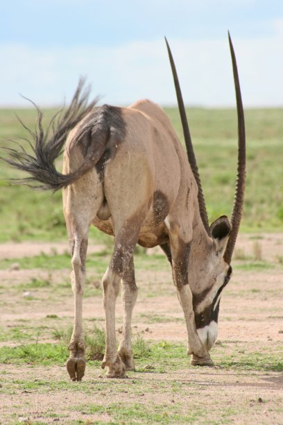 gemsbok