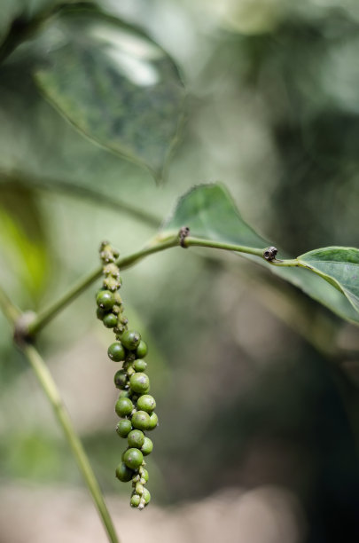 kampot