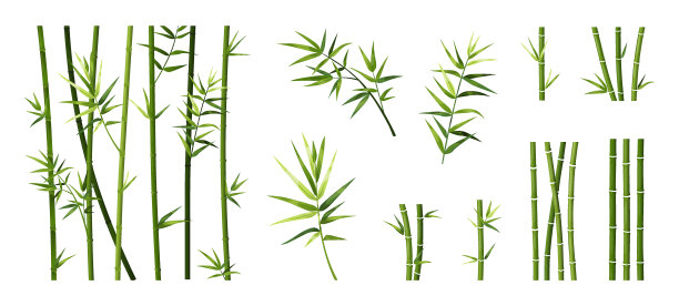 bamboo