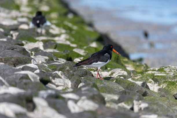 haematopus