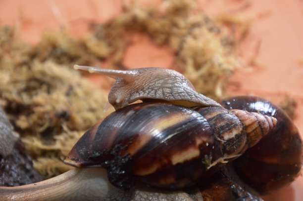 mollusk