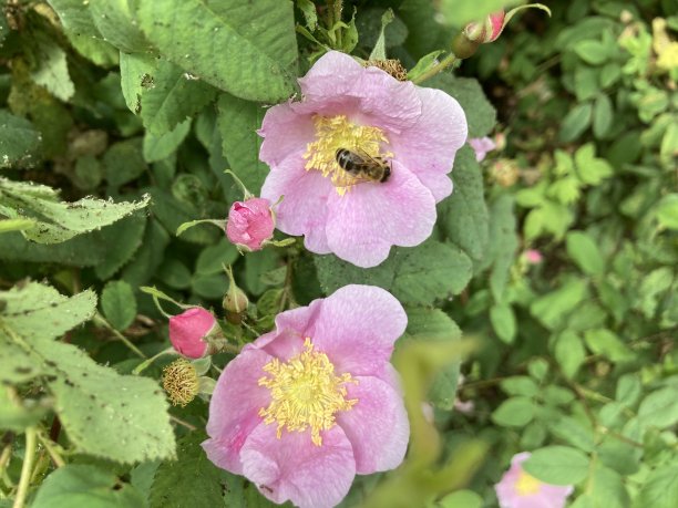 rugosa