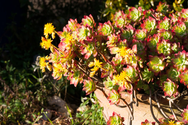 sedum