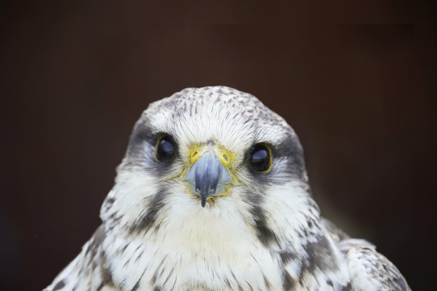 falcon