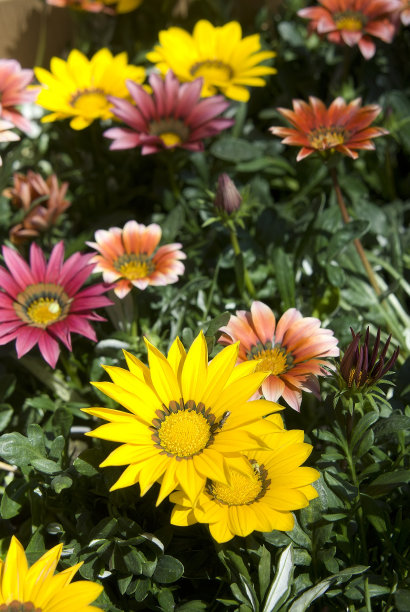 gazania