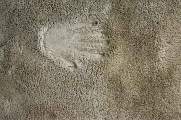 动物皮纹压纹肌理纹