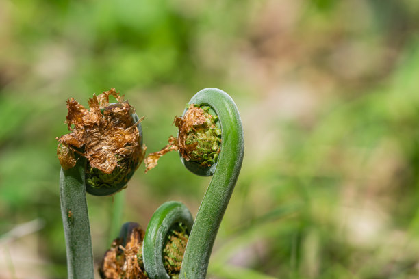 fiddlehead