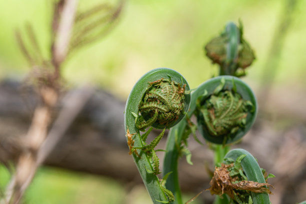 fiddlehead