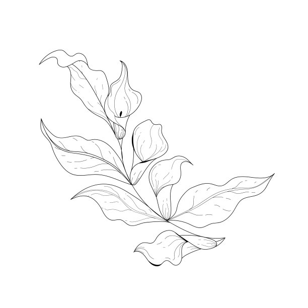 calla