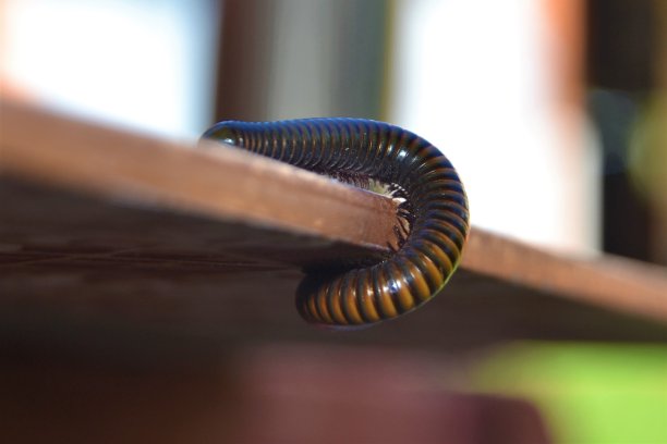 millipede