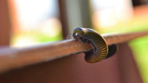 millipede