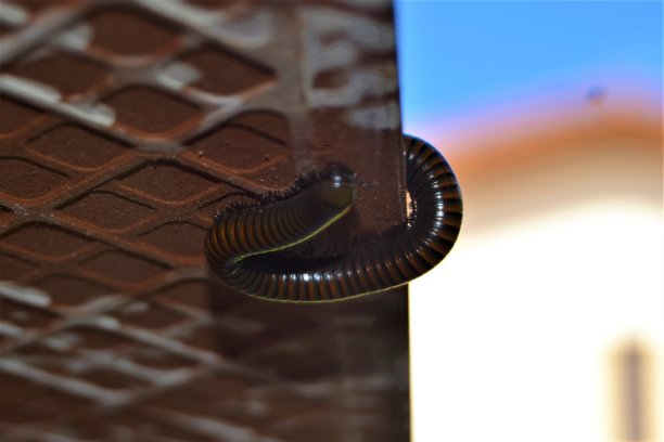 millipede
