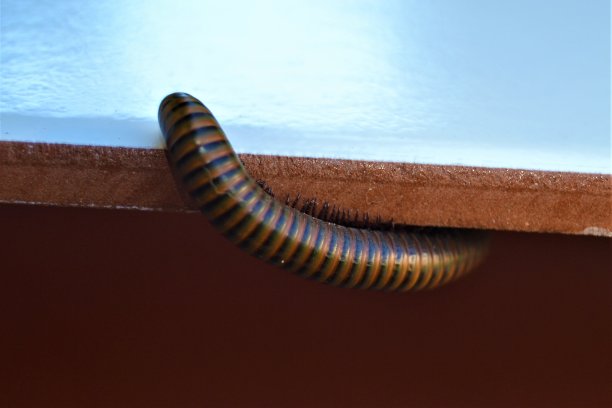 millipede