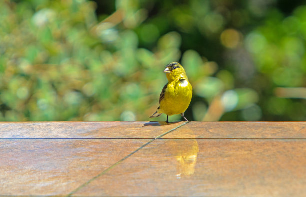 canary