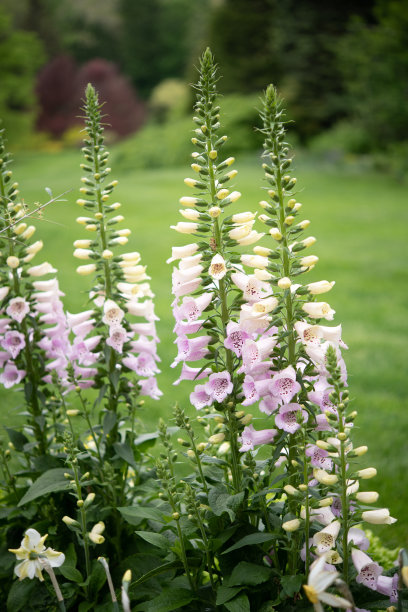 digitalis