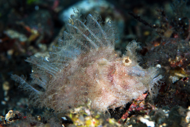 pterois