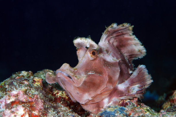 pterois