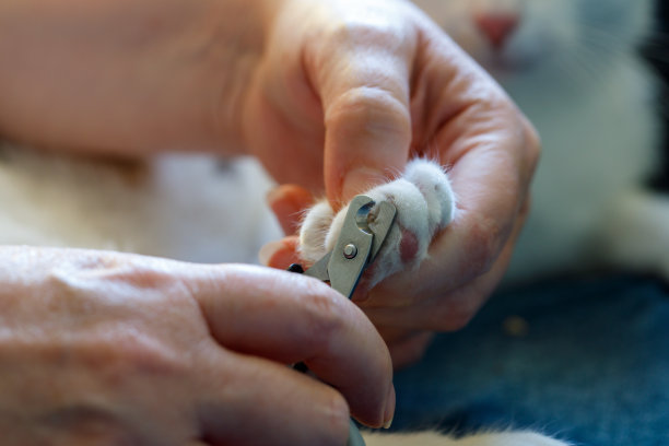 宠物猫宠物狗宠物店