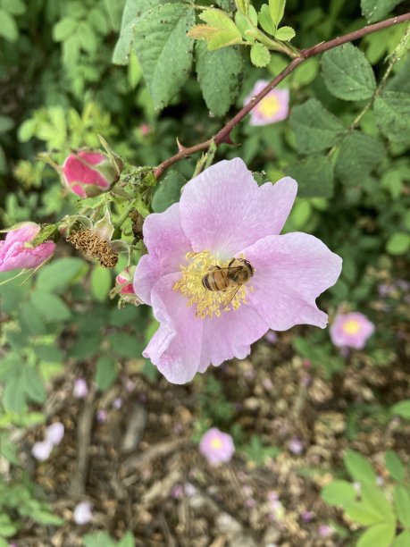 rugosa