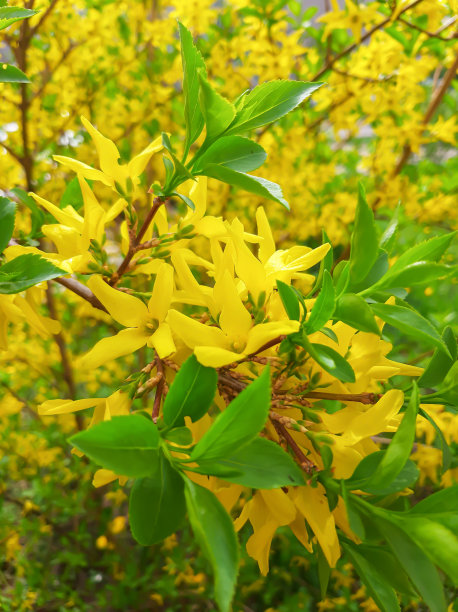 forsythia