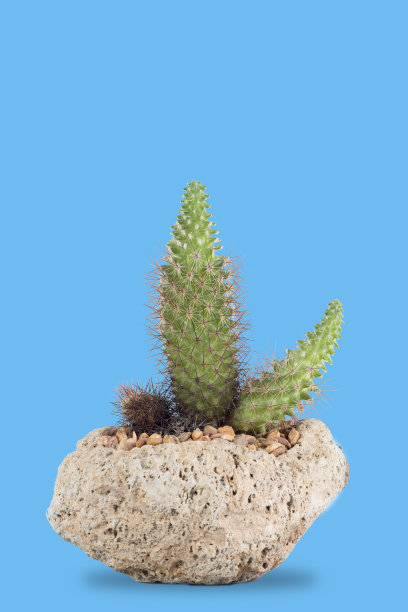 cholla