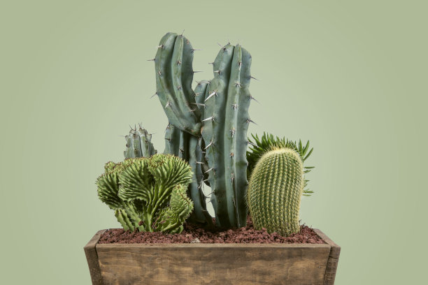 cholla