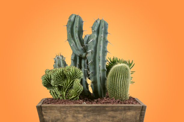 cholla