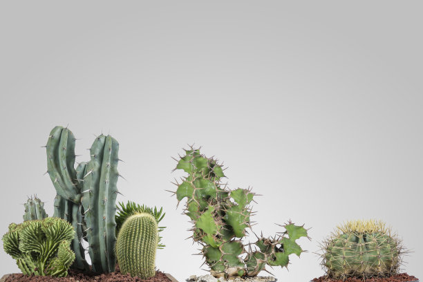 cholla