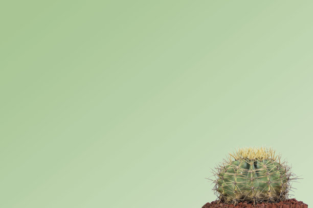 cholla