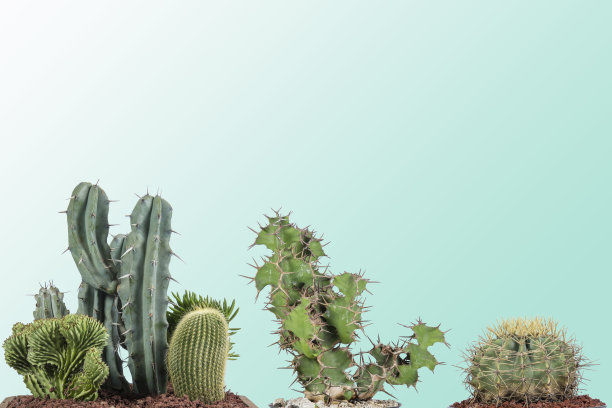 cholla