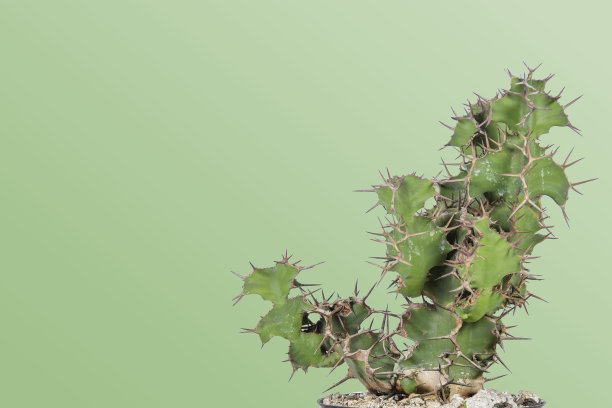 cholla