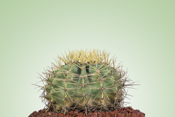 cholla