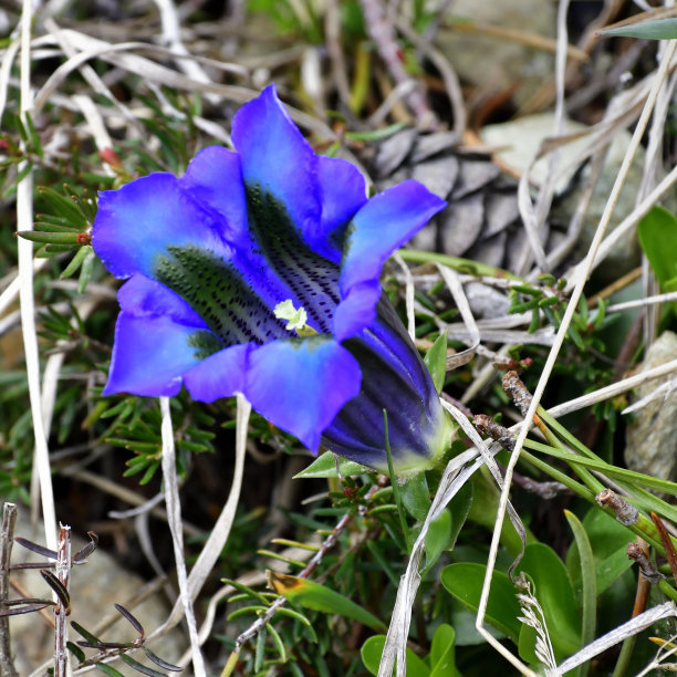 gentian
