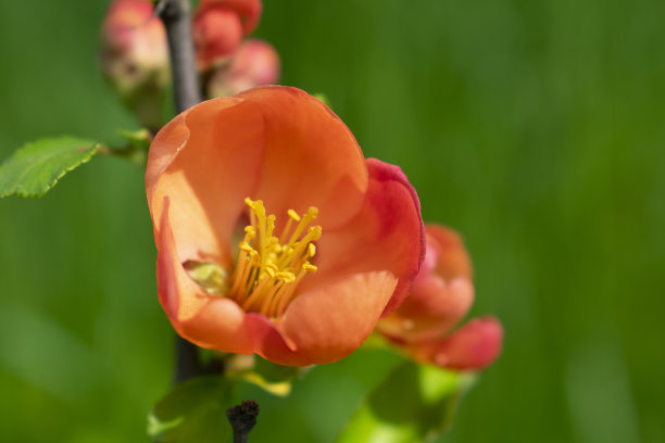 chaenomeles