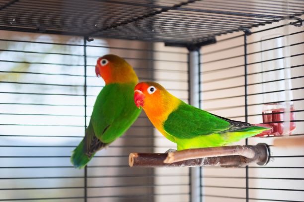 captivity