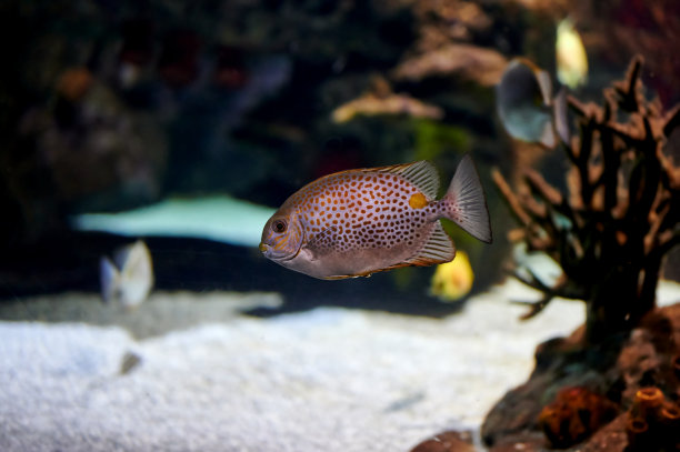 rabbitfish