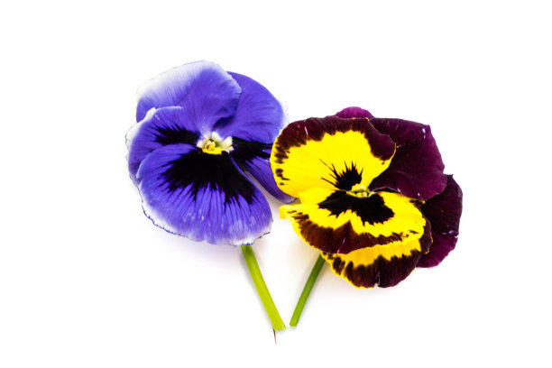 pansy
