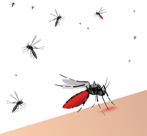 mosquito