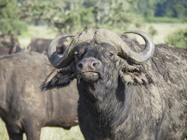 ox