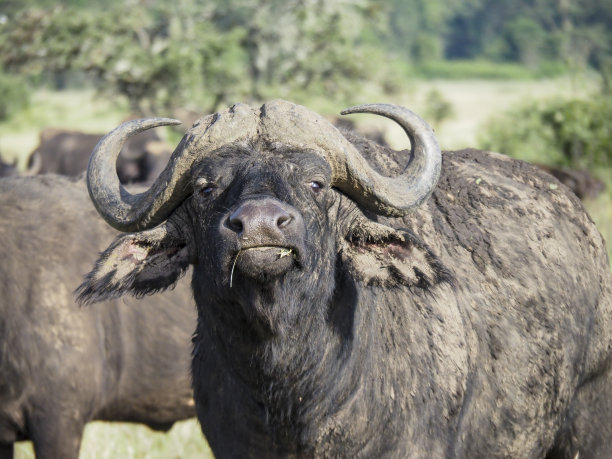 ox