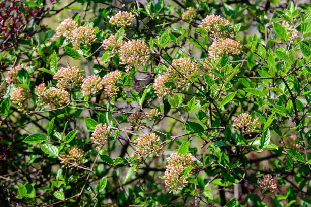 viburnum