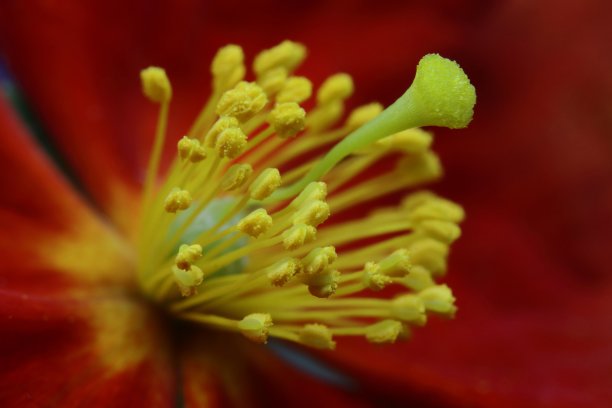 stamens